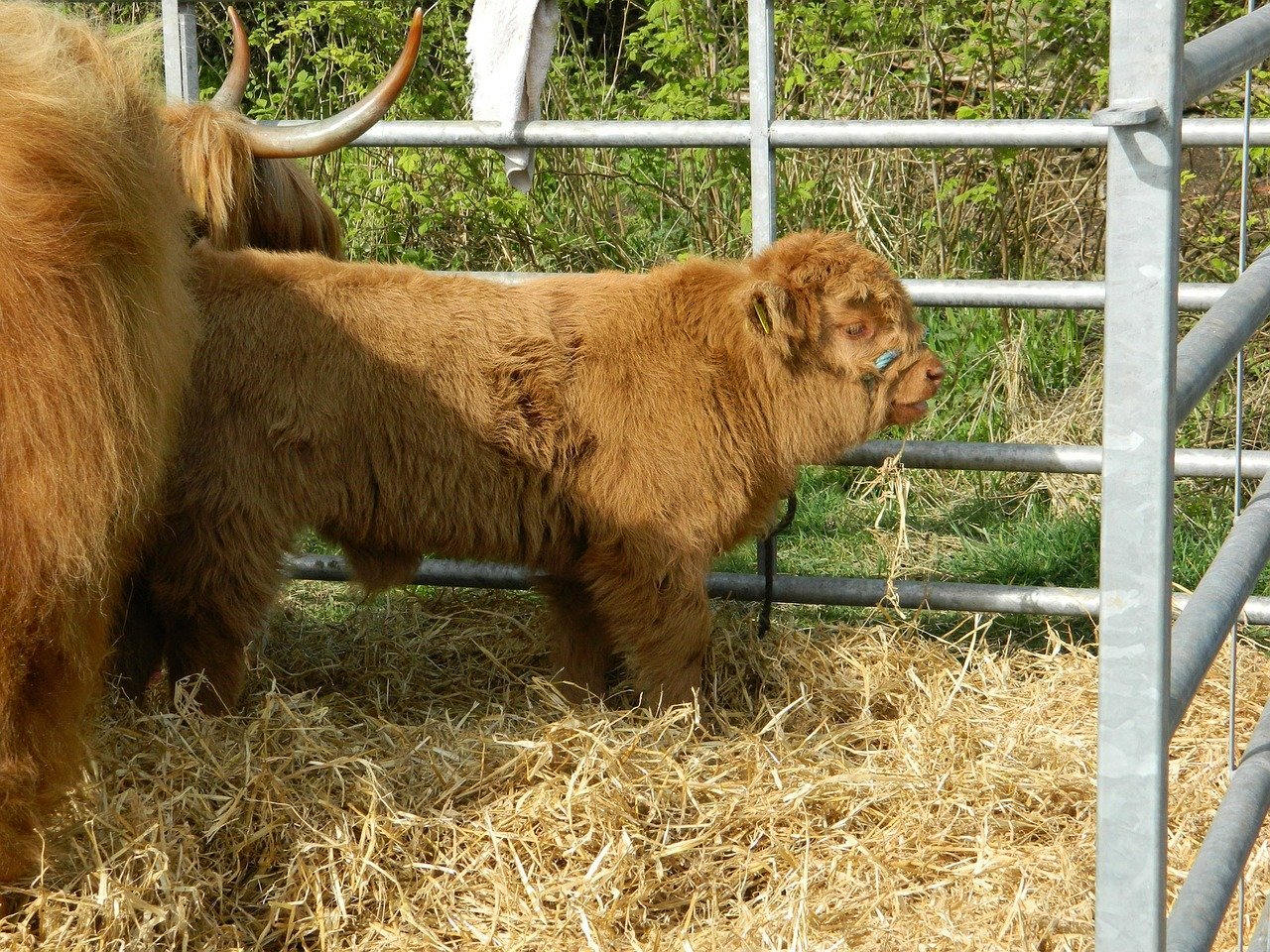 Rapid City SD Stock Show